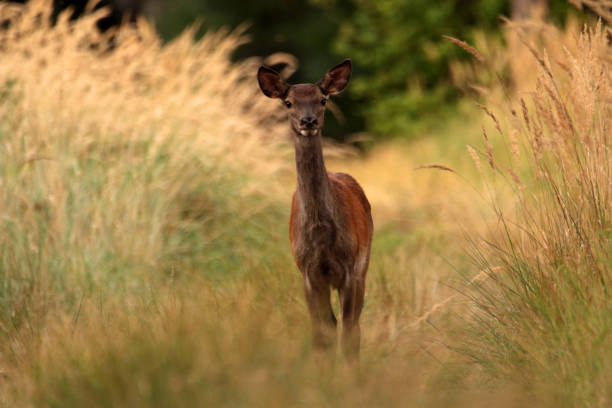 Deer rut in Poland