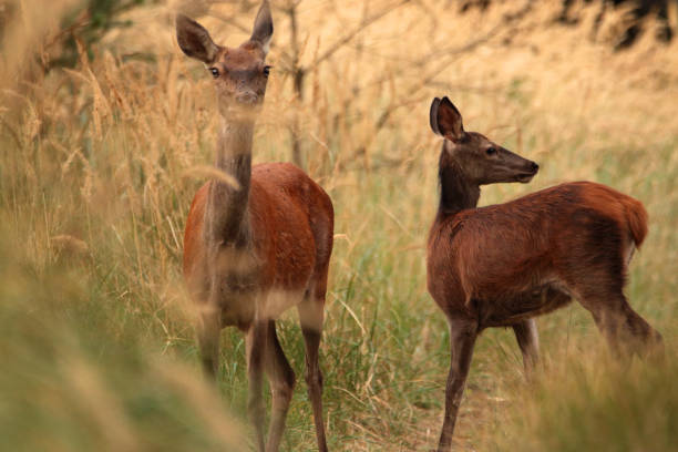 istock Deer on the road in the woods 1349008921