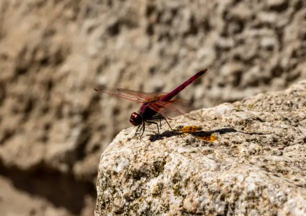 Photo of close-up shot of a red dragonfly with open wings