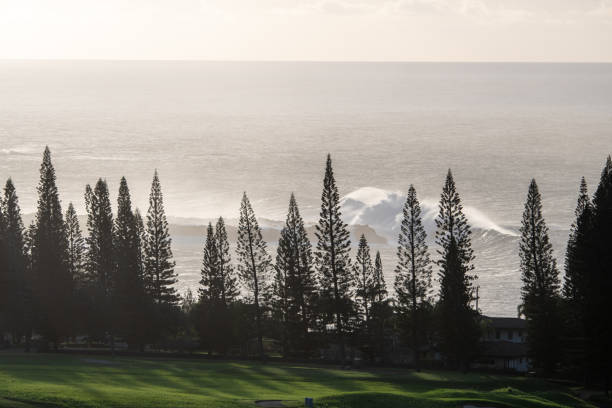 Waves Break behind the Pines Large waves break behind the pines along the coast of Maui, Hawaii near Kapalua. the plantation course at kapalua stock pictures, royalty-free photos & images