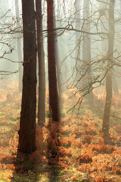 istock Rays of the rising sun in the forest 1349012316