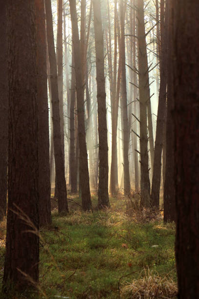 istock Rays of the rising sun in the forest 1349012320