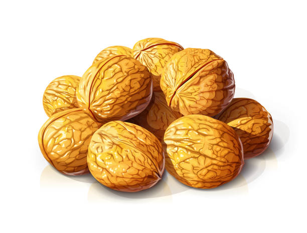 illustrations, cliparts, dessins animés et icônes de noyer. colline de noix. illustration vectorielle. - walnut nut isolated white background