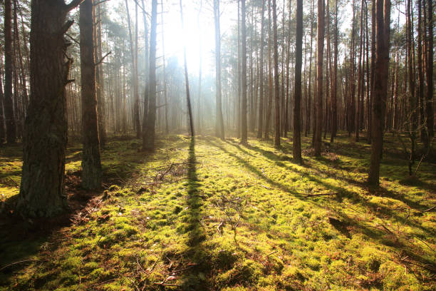 istock Rays of the rising sun in the forest 1349012796