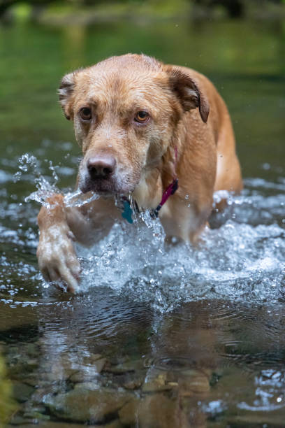 istock Sad Faced Dog Wading in Water 1349013675