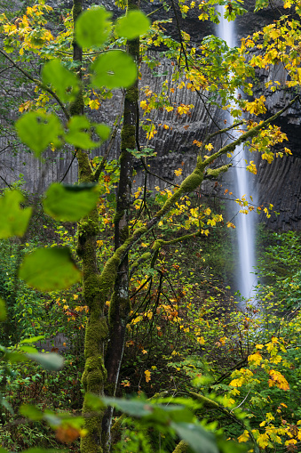 A waterfall in autumn forest. Latourell Falls, Columbia River Gorge, Oregon