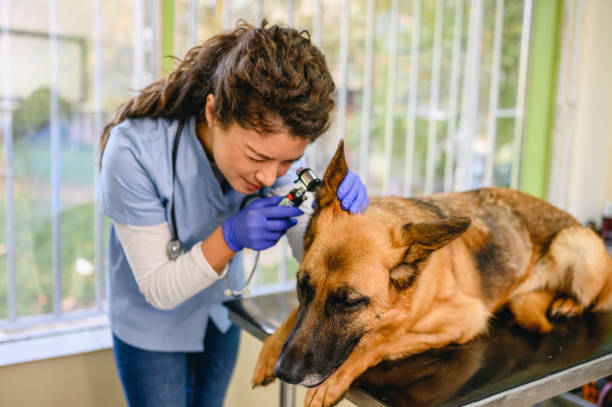 Veterinarian examining dog's ear at vet's office. stock photo