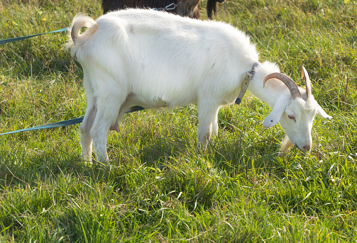 A white goat eats grass in the field.