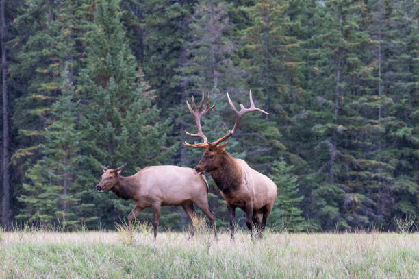 istock a large bull elk checking a cow elk 1349014867