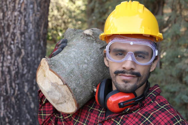 istock Professional lumberjack in the woods 1349015152