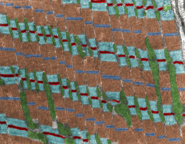 istock Striated muscle fiber. False colour TEM micrograph 1349015389