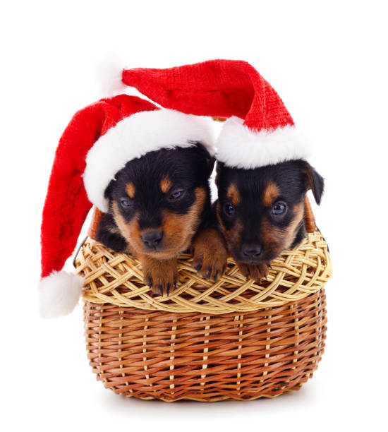istock Two puppies in Christmas hats in a basket. 1349016770