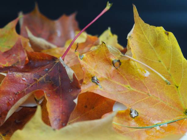 jesienne liście w oświetleniu studyjnym - abstract creativity autumn backdrop zdjęcia i obrazy z banku zdjęć