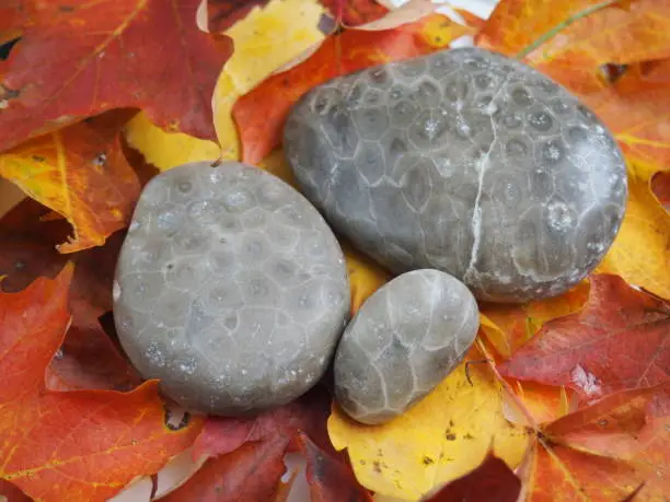 Photo of Fall Leaves with Petoskey Stones in Studio Lighting