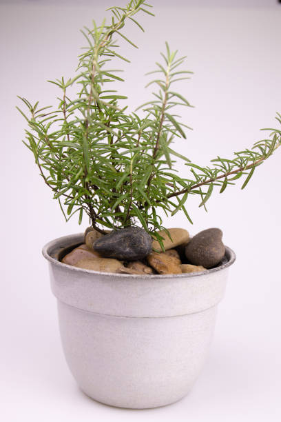 Rosemary plant in a square pot, on white stone background.