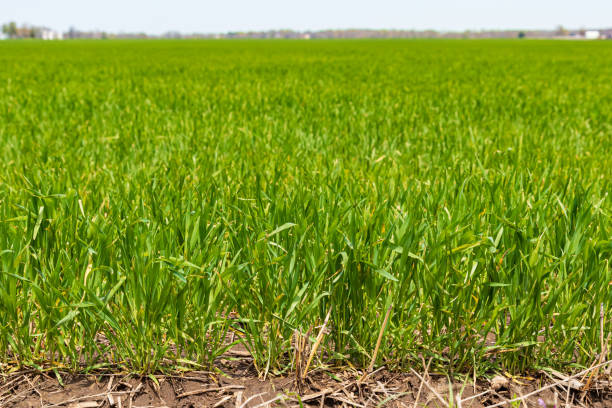 campo de trigo de invierno que crece en primavera. concepto de cultivo de cereales, mercado de productos básicos y comercio - winter wheat fotografías e imágenes de stock