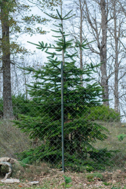 istock Vertical shot of Numidian Fir tree (Abies numidica) in Akfadou Forest 1349018418