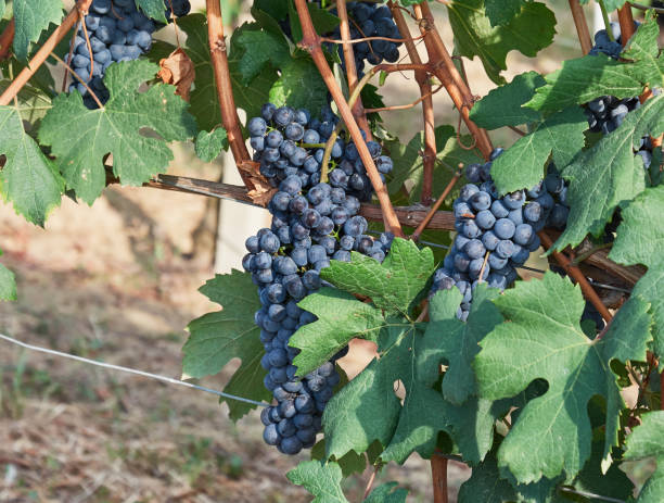 istock Bunches of red grapes 1349019637