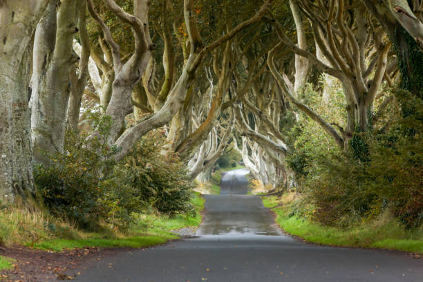 droga przez dark hedges to wyjątkowa droga tunelu bukowego w ballymoney w irlandii północnej. lokalizacja gry o tron - country road tunnel tree road zdjęcia i obrazy z banku zdjęć