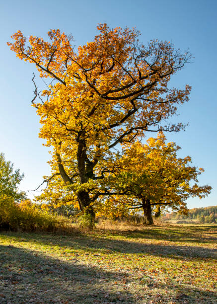istock Ancient Oak tree (Quercus) in the autumn. Yellow leaves in the fall. 1349021018