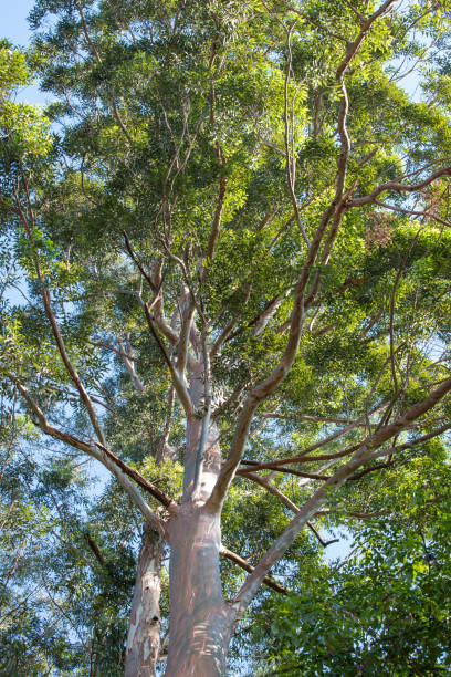 istock Eucalyptus, a large eucalyptus tree in a park in Brazil, selective focus. 1349021207