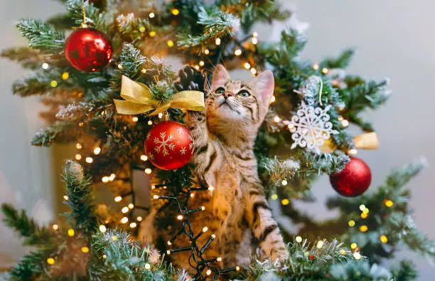 Photo of The cat looks out from the branches of a decorated Christmas tree