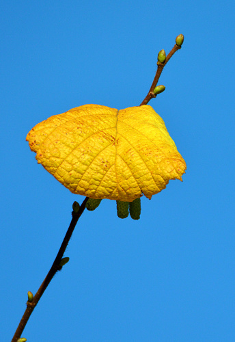 Beautiful yellow leaf against a clear blue sky. A