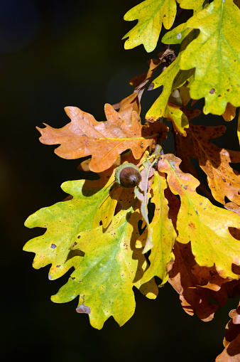 closeup of oak tree leaves in autumn against blue sky