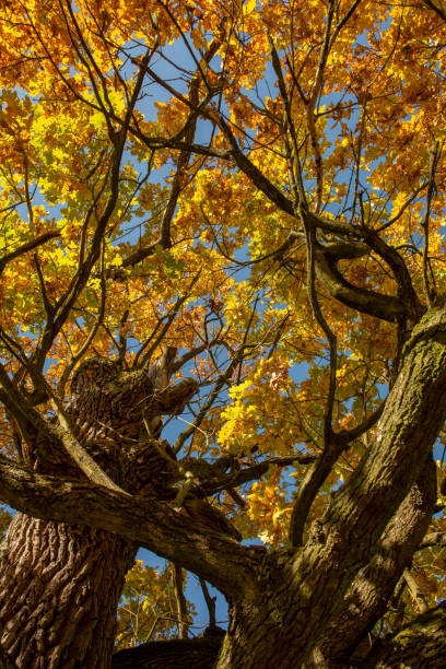 istock Ancient Oak tree (Quercus) in the autumn. Yellow leaves in the fall. 1349021562