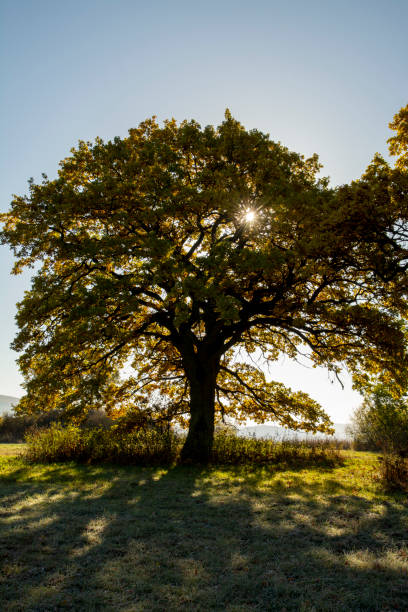 istock Ancient Oak tree (Quercus) in the autumn. Yellow leaves in the fall. 1349021866