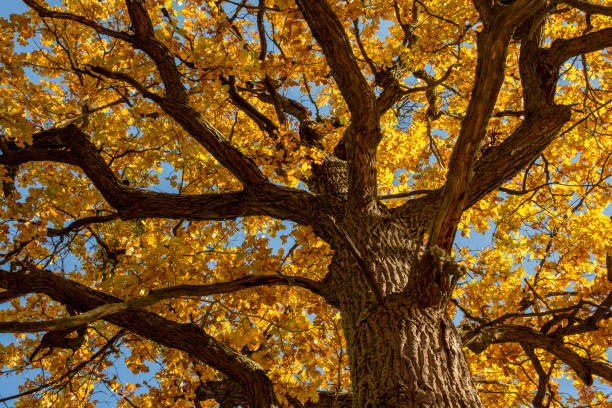 istock Ancient Oak tree (Quercus) in the autumn. Yellow leaves in the fall. 1349023184