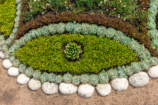 An Eye of succulents