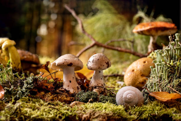 istock Fairy tale ambiance magical autumn forest background 1349023729