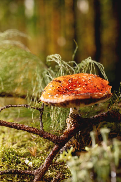 istock Fairy tale ambiance magical autumn forest background 1349023730