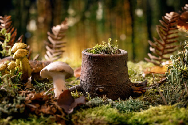 istock Fairy tale ambiance magical autumn forest background 1349023737