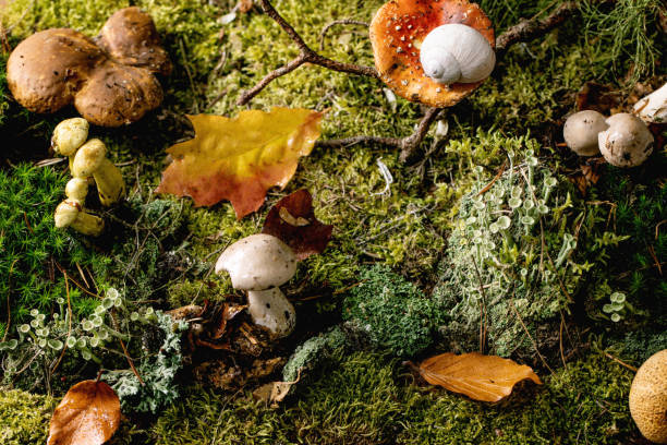 istock Fairy tale ambiance magical autumn forest background 1349023742