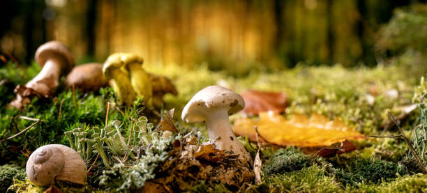 istock Fairy tale ambiance magical autumn forest background 1349023754