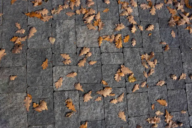 Autumn abstract background of orange-yellow leaves lying on the cobblestone pavement of the old town. Textured antique stone pavement, natural autumn colored leaves.