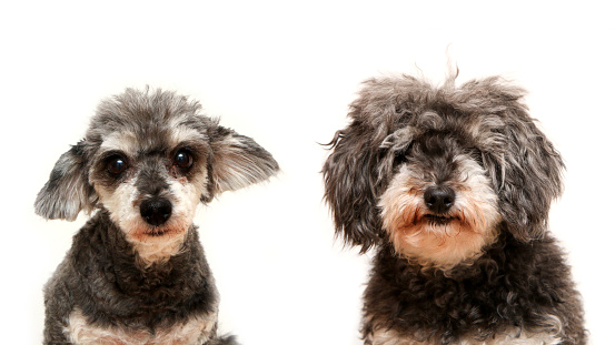 The comparative portrait picture of the cute curly dog. Once cut and once hairy. It is a cross breed of poodle and shi tzu.  Isolated in a white background.