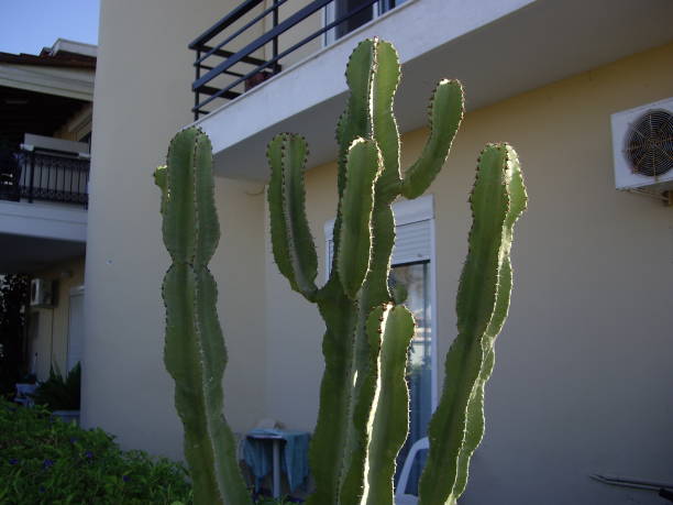 Cactus grows on the island of Rhodes in a the Greece stock photo