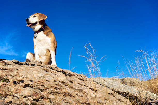 istock old beagle dog sitting on the rocks 1349024705