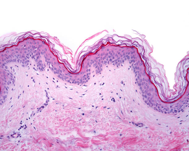 Epidermis. Thin skin Thin skin showing the epidermis with their different layers resting on dermis. histology stock pictures, royalty-free photos & images