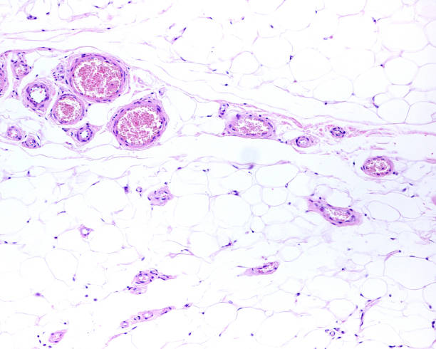 istock Adipose tissue. Blood vessels 1349025043