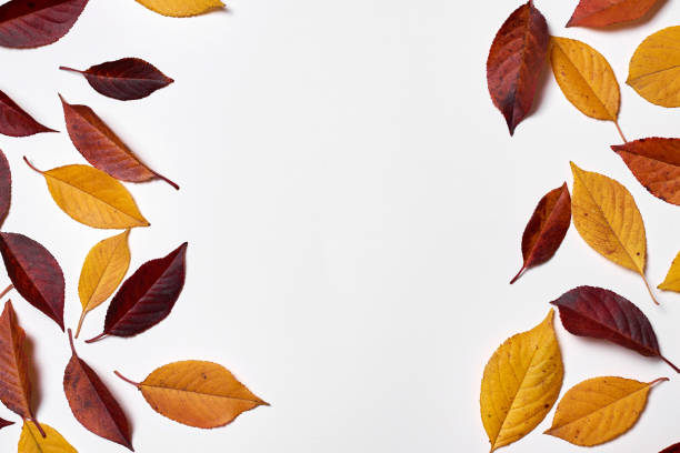 istock Autumn composition. Frame made of yellow and red leaves on white background. Fall concept. Autumn thanksgiving texture. Flat lay, top view, copy space 1349025742