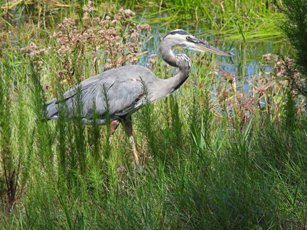 istock Great Blue Heron (Ardea herodias) walking in the wetlands 1349026353