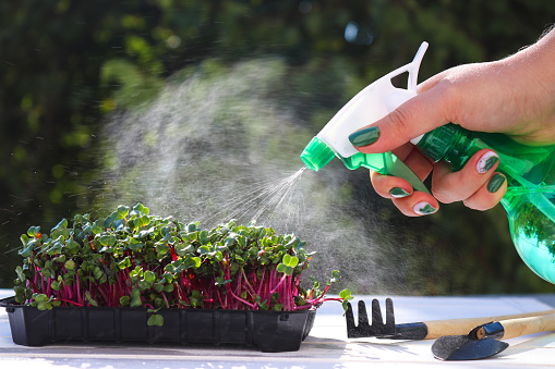 Female hands watering microgreen with hand sprayer against a background of greenery. Growing microgreens at home. Healthy food, vegan food dieting concept.