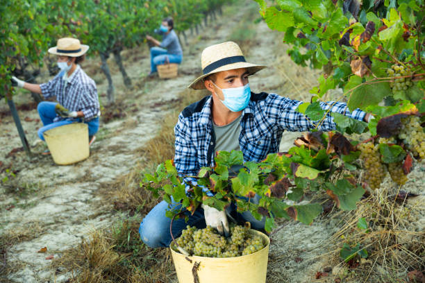 istock Man in protective mask picking white grapes in vineyard 1349028244