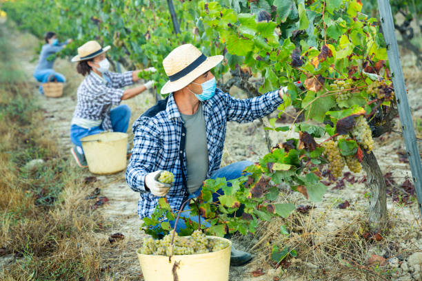 istock Man in protective mask picking white grapes in vineyard 1349028245