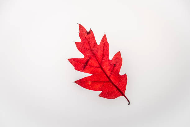 red oak leaf with white background interior - oak leaf oak tree acorn season imagens e fotografias de stock