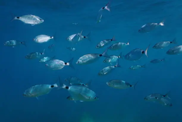 Shoal of fish underwater in Mediterranean sea, saddled seabream, Spain